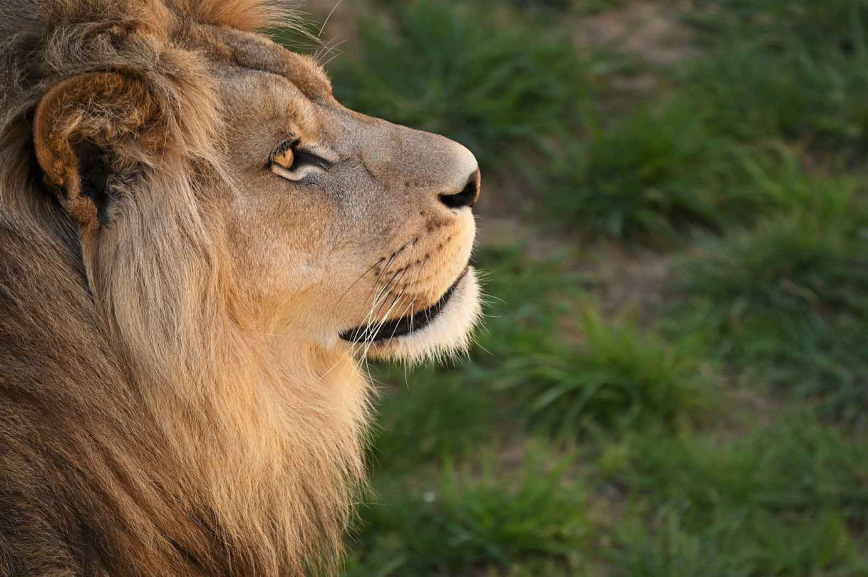 Löwe im Profil