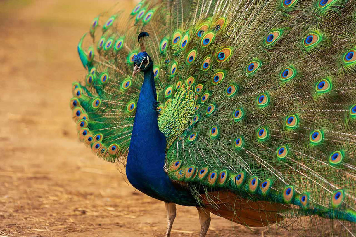 Pfau